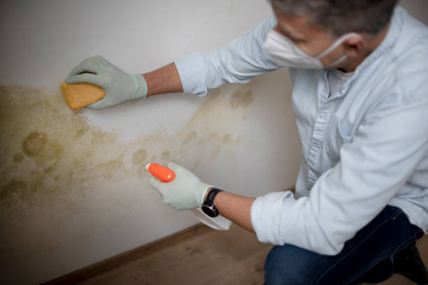 Best Mold Remediation for Specific Building Types in Tuscumbia, AL