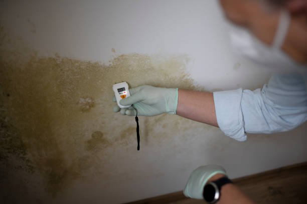 Best Mold Remediation for Schools in Tuscumbia, AL