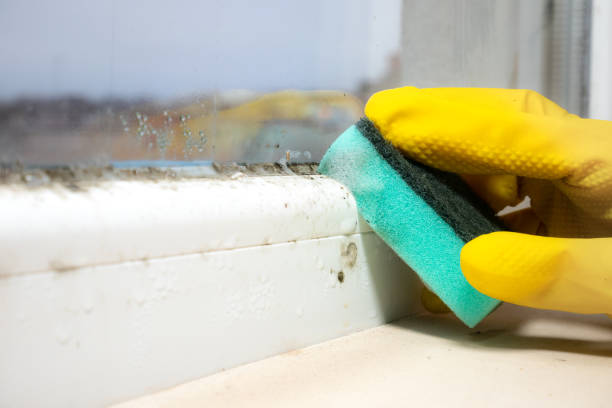 Best Bathroom Mold Remediation in Tuscumbia, AL