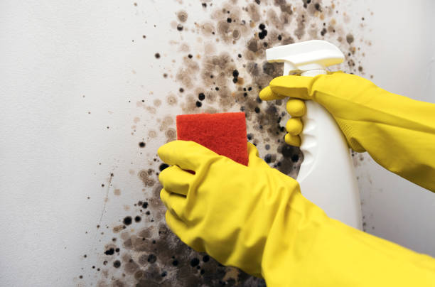 Best Emergency Mold Remediation in Tuscumbia, AL