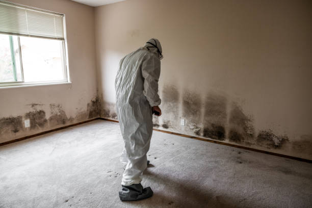 Best Crawl Space Mold Remediation in Tuscumbia, AL