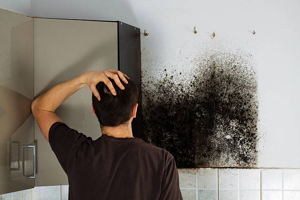 Best Insurance-Related Mold Remediation in Tuscumbia, AL